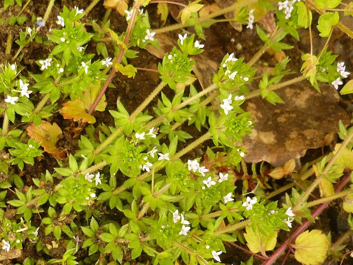 Sherardia arvensis (Rubiaceae)